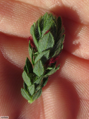 Cliffortia polygonifolia polygonifolia