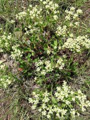 Oligogonum