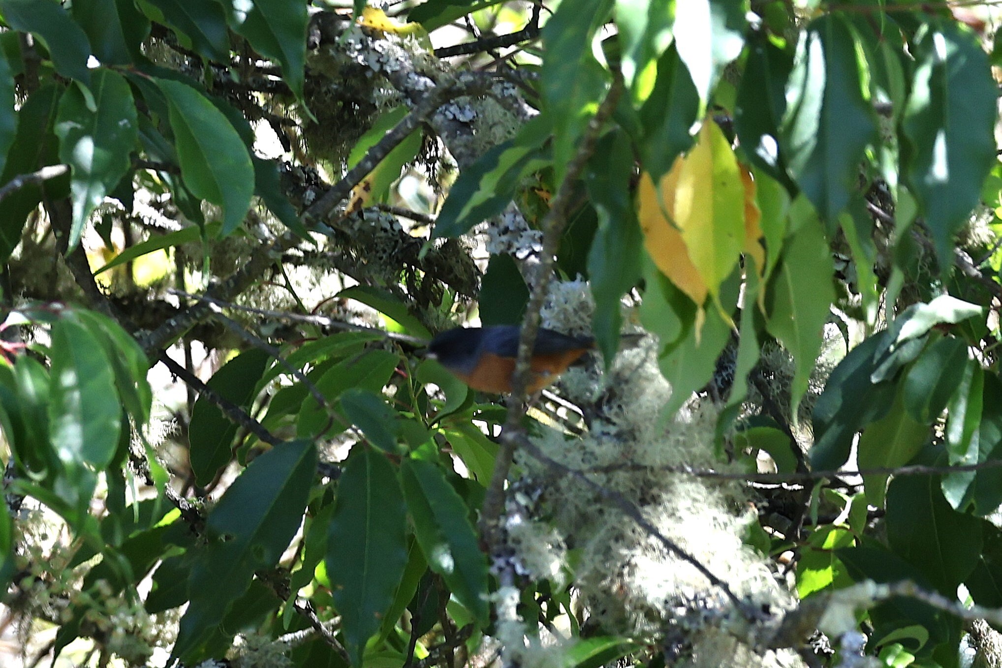 Cinnamon-bellied Flowerpiercer (Diglossa baritula), photo 5