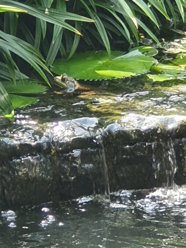 Lithobates catesbeianus