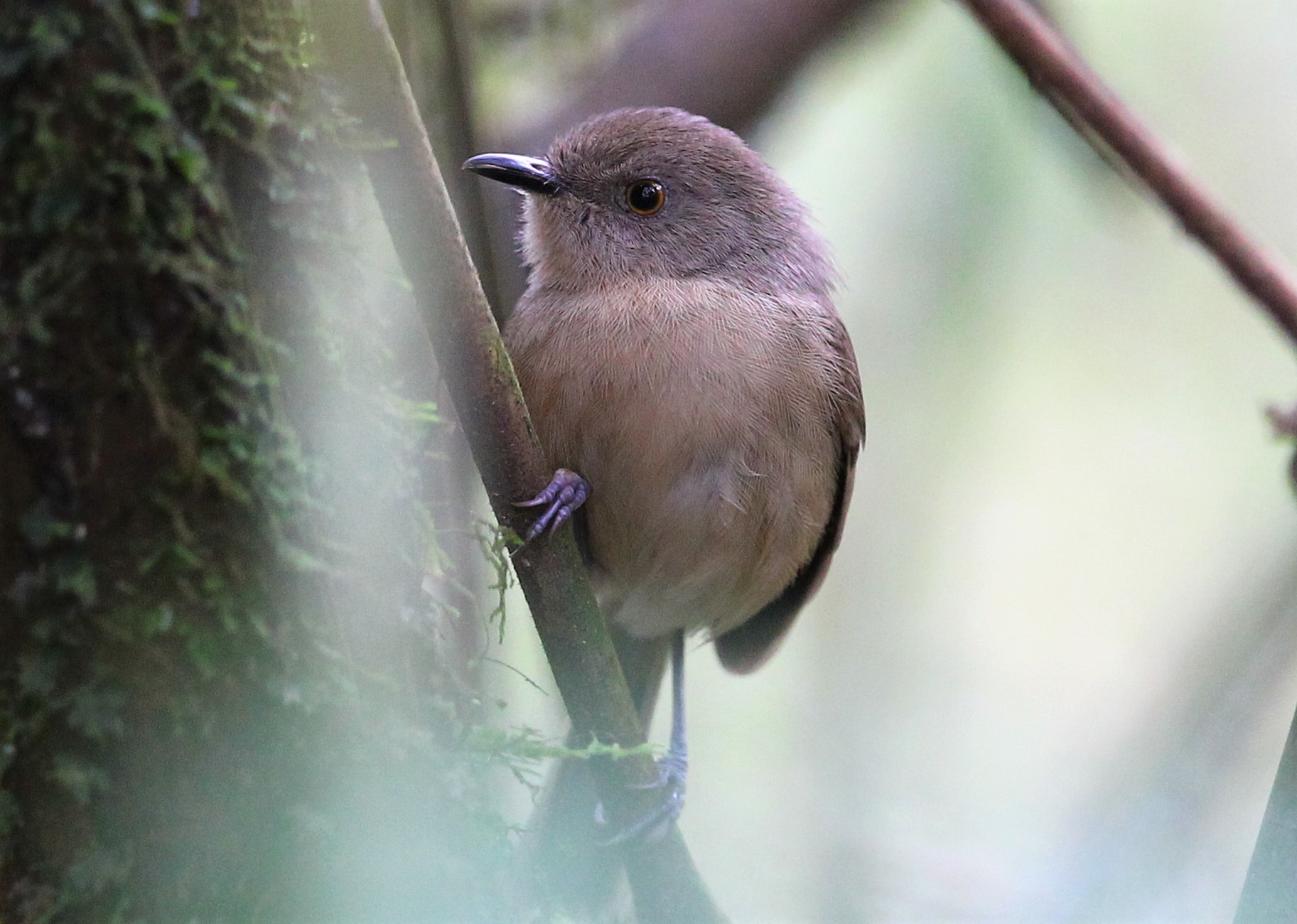 Dark Newtonia (Newtonia amphichroa), photo 3