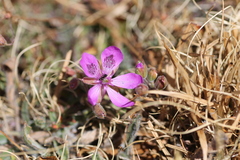 Erodium carvifolium