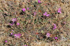 Erodium carvifolium