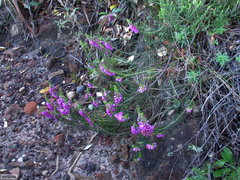 Erica abietina constantiana