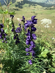 Aconitum tauricum