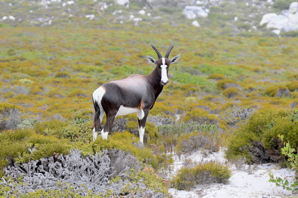 Damaliscus pygargus pygargus, Cape Point, Cape Town, South Africa, by gabrielajamie