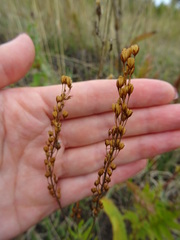 Veronica austriaca jacquinii