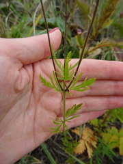 Veronica austriaca jacquinii