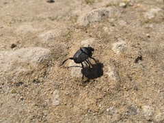 Scarabaeus intricatus