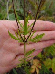 Veronica austriaca jacquinii