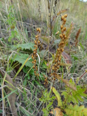 Veronica austriaca jacquinii