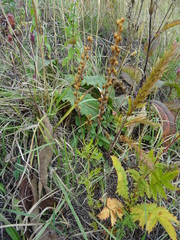 Veronica austriaca jacquinii