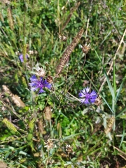 Centaurea cyanus