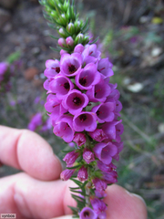 Erica abietina constantiana