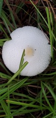 Chlorophyllum hortense