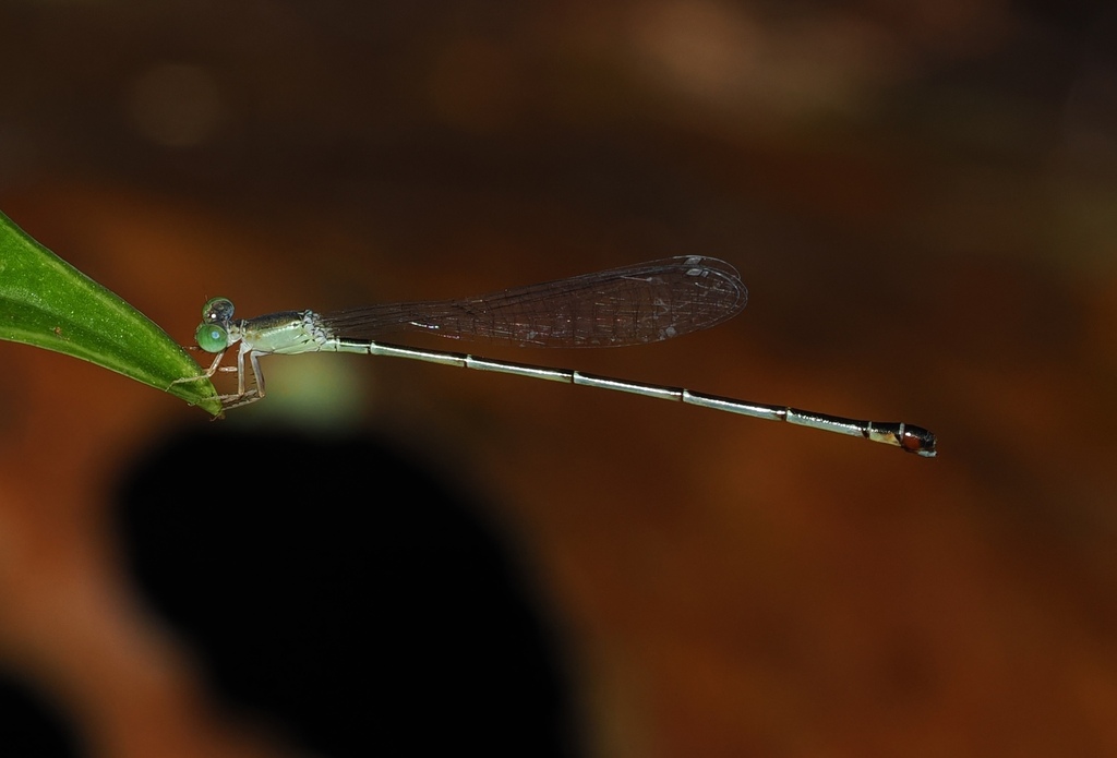 Teinobasis suavis