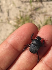 Scarabaeus intricatus