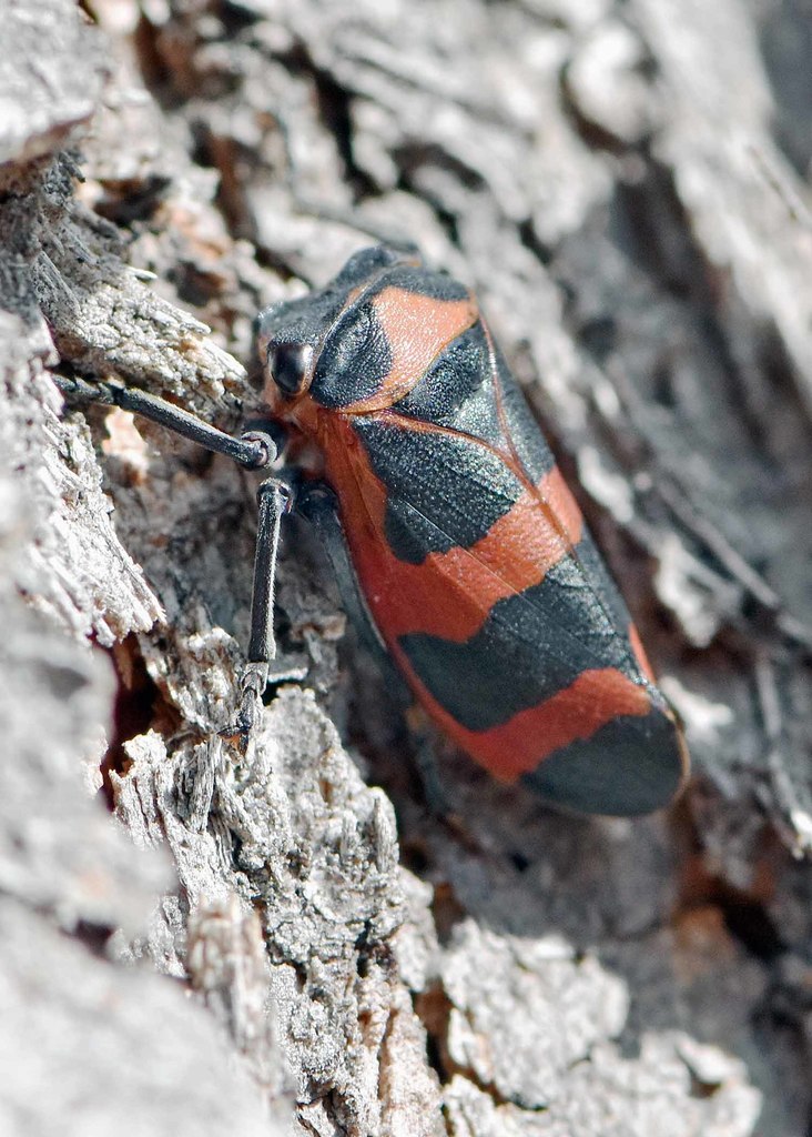 Eurymelops latifascia