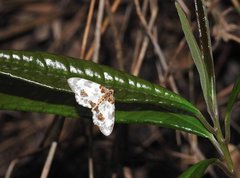 Abraxas amicula-illuminata