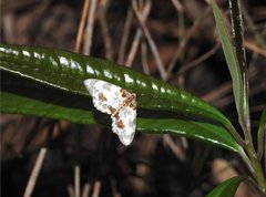 Abraxas amicula-illuminata