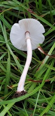 Chlorophyllum hortense