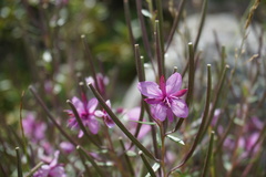 Chamaenerion fleischeri