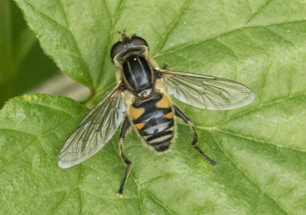 Mesembrius peregrinus