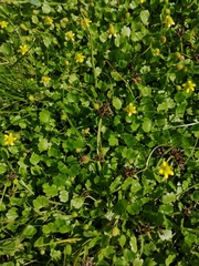 Halerpestes sarmentosa