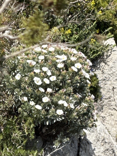 Convolvulus cneorum