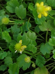 Halerpestes sarmentosa