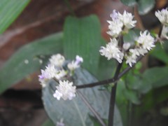 Hedyotis shiuyingiae