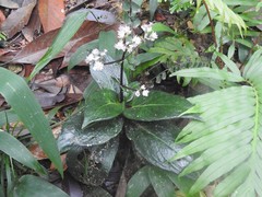 Hedyotis shiuyingiae