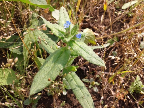 Anchusa arvensis iNat (1)