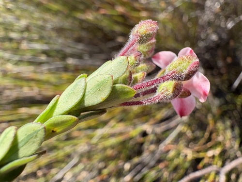 Adenandra schlechteri