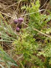 Cirsium arvense