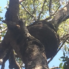 Nasutitermes walkeri