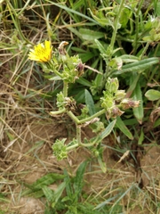 Helminthotheca echioides