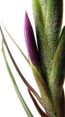 Tillandsia bulbosa
