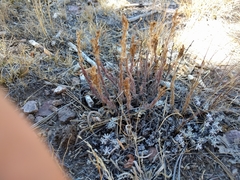 Castilleja cinerea