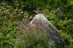 Chamaenerion fleischeri