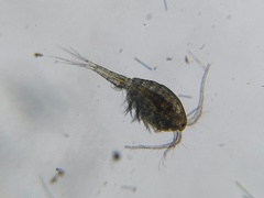Mesocyclops leuckarti