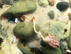 Pyura gibbosa
