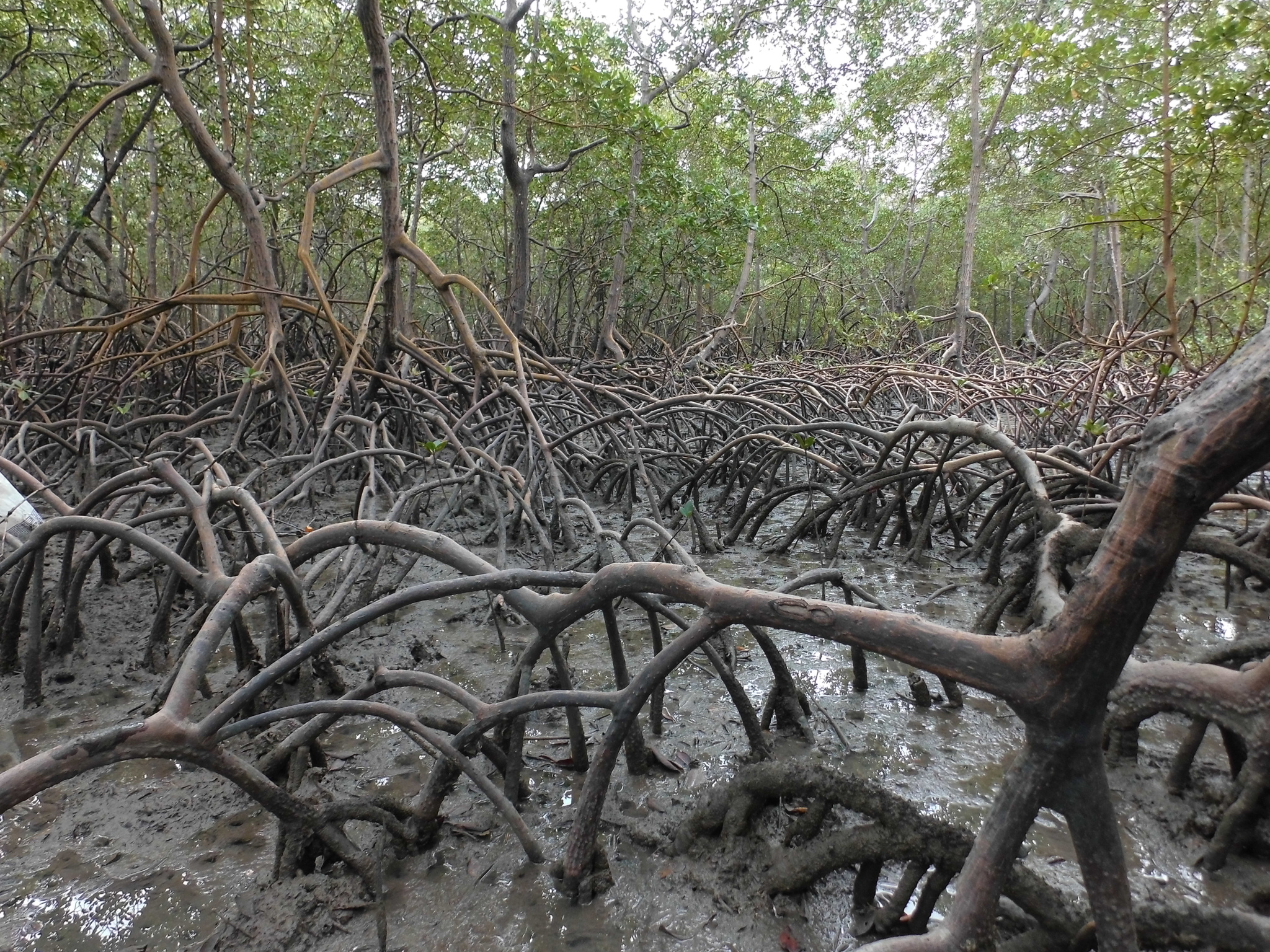 Rhizophora mangle