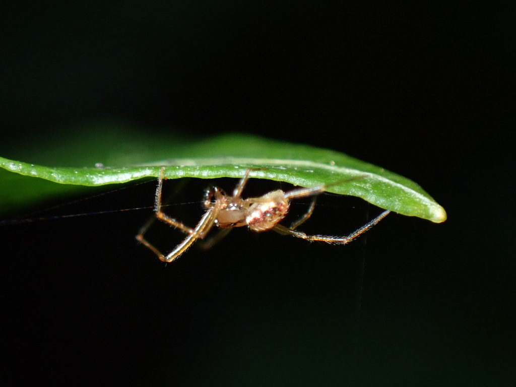 Common six-spotted cobweaver