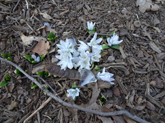 Scilla mischtschenkoana