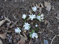 Scilla mischtschenkoana