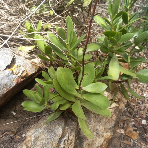 Image of Crassula cultrata by (c) kevin koen, some rights reserved (CC BY-SA)