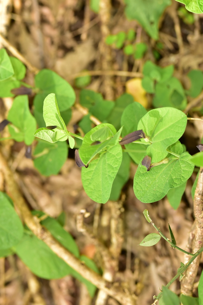 Smearwort