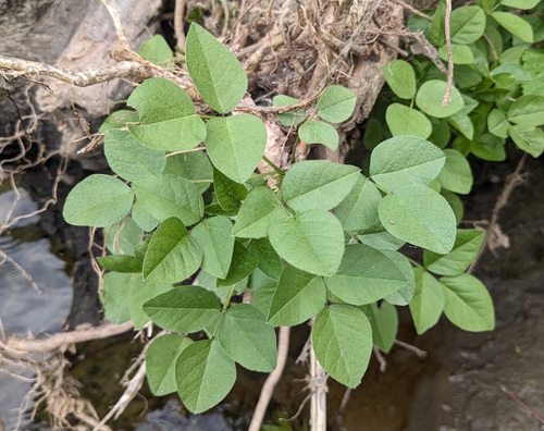 Large Leather-root seedling