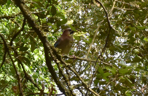 Eurasian Jay
